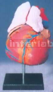 GIANT ANAT / MAGNIFIED HEART MODEL WITH THYMUS TRACHEA & ESOPHAGUS Manufacturers and Suppliers From Ambala India