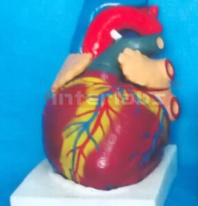 SUPER HEART MODEL Manufacturers and Suppliers From Ambala India