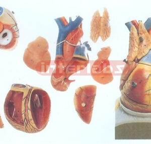 MINI HEART MODEL Manufacturers and Suppliers From Ambala India
