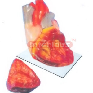 INDO-TYPE BIG HEART MODEL Manufacturers and Suppliers From Ambala India