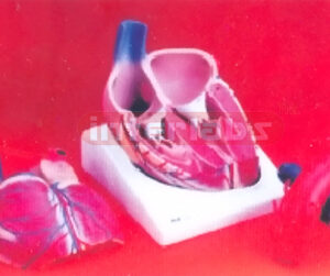 BIG THAI-TYPE HEART MODEL Manufacturers and Suppliers From Ambala India