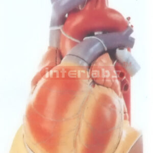BIG ENLARG ED HEART MODEL APPROX
