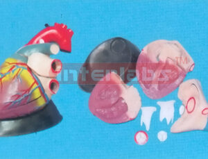 MAGNIFIED / ANATOMICAL HEART. HORIZONTAL STYPE. 7PCS / SET Manufacturers and Suppliers From Ambala India