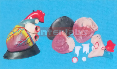 MAGNIFIED / ANATOMICAL HEART. HORIZONTAL STYPE. 7PCS / SET Manufacturers and Suppliers From Ambala India