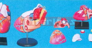 BIG ANAT-HEART
