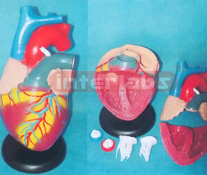 BIG MAGNIFIED / ANAT-HEART W/ROUND BLACK BASE