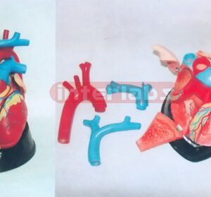 BIG MAGNIFIED/ANATOMICAL HEART