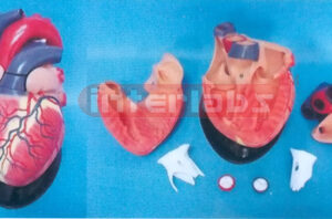 BIG MAGNIFIED/ANATOMICAL HEART MODEL