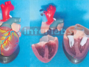 BIG NEW MAGNIFIED-ANAT HEART. HORIZENTAL STYLE Manufacturers and Suppliers From Ambala India