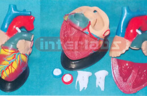 BIG MAGNIFIED/ANATOMICAL HEART