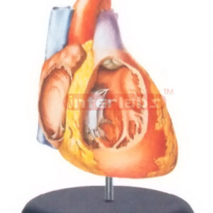 BIG ADVADCED ANATOMICAL HEART MODEL (INTEREOR OF THE BIGHT ATRIUM AND VENTRICLE) Manufacturers and Suppliers From Ambala India