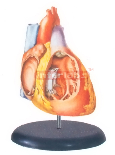 BIG ADVADCED ANATOMICAL HEART MODEL (INTEREOR OF THE BIGHT ATRIUM AND VENTRICLE) Manufacturers and Suppliers From Ambala India