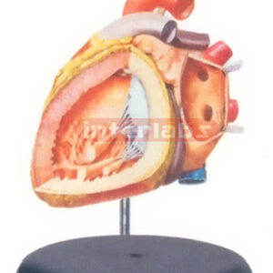 BIG ADVADCED ANATOMICAL HEART MODEL (INTERIOR OF THE LEFT ATRIUM AND VENTRICLE) Manufacturers and Suppliers From Ambala India
