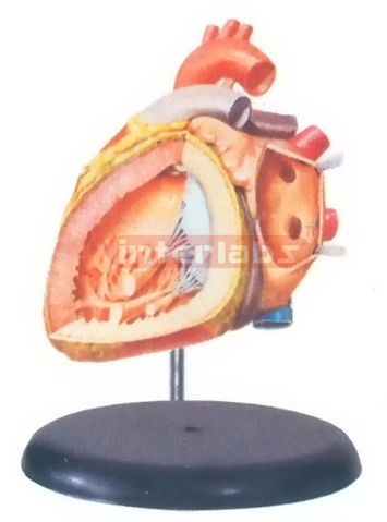 BIG ADVADCED ANATOMICAL HEART MODEL (INTERIOR OF THE LEFT ATRIUM AND VENTRICLE) Manufacturers and Suppliers From Ambala India