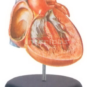 BIG ADVADCED ANATOMICAL HEART MODEL (INTERIOR OF THE VENTRICLES AND THE INTERVENTRICULAR SEPTUM) Manufacturers and Suppliers From Ambala India