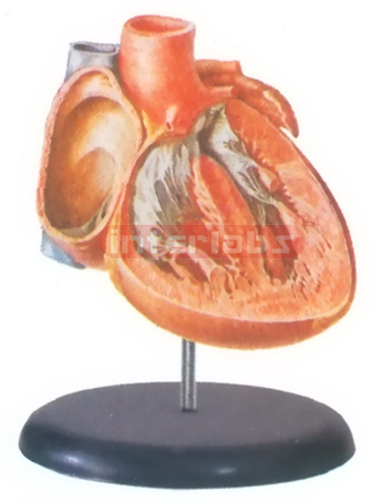 BIG ADVADCED ANATOMICAL HEART MODEL (INTERIOR OF THE VENTRICLES AND THE INTERVENTRICULAR SEPTUM) Manufacturers and Suppliers From Ambala India