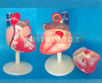 MIDDLE MAGNIFIED HEART