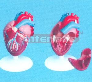 MIDDLE ANATHEART MODEL (4 PCS) Manufacturers and Suppliers From Ambala India