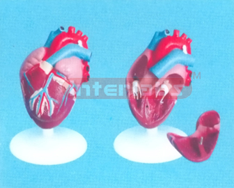 MIDDLE ANATHEART MODEL (4 PCS) Manufacturers and Suppliers From Ambala India