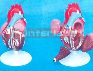 MIDDLE ANAT- HEART MODEL (6 PCS) Manufacturers and Suppliers From Ambala India