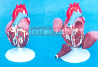 MIDDLE ANAT- HEART MODEL (6 PCS) Manufacturers and Suppliers From Ambala India