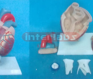 MIDDLEADULT HEALTH HEART MODEL Manufacturers and Suppliers From Ambala India