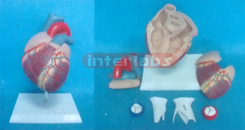 MIDDLEADULT HEALTH HEART MODEL Manufacturers and Suppliers From Ambala India