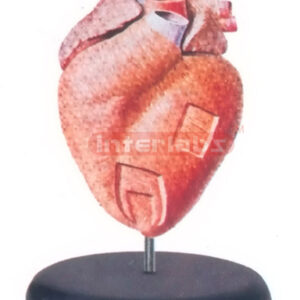 COURSE OF THE CARDIAC MUSCLES Manufacturers and Suppliers From Ambala India