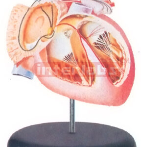 CONDUCTING SYSTEM OF THE HEART Manufacturers and Suppliers From Ambala India