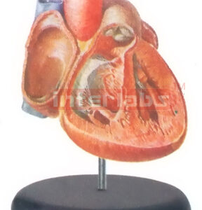 BIG ADVANCED ANATOMICAL HEART MODEL Manufacturers and Suppliers From Ambala India