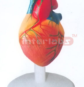 NATURAL ADULT HEART MODEL W/LYMPHIC Manufacturers and Suppliers From Ambala India