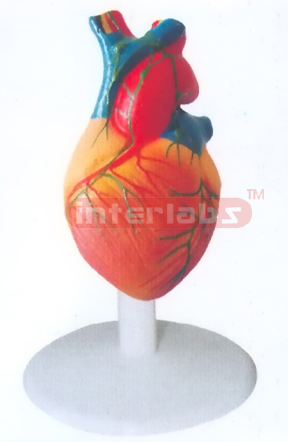 NATURAL ADULT HEART MODEL W/LYMPHIC Manufacturers and Suppliers From Ambala India