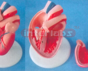 ADULT NATURAL / ANAT HEART