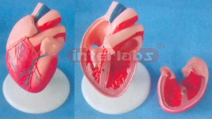 ADULT NATURAL / ANAT HEART