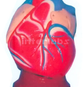 NATURAL HEART MODEL Manufacturers and Suppliers From Ambala India