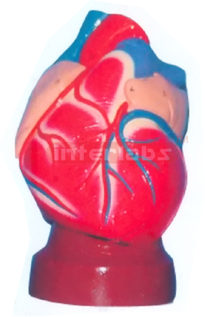 NATURAL HEART MODEL Manufacturers and Suppliers From Ambala India