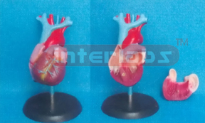 ADULT NATURAL ANATOMICAL HEART