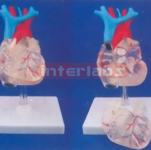 TRANSPARENT ADULT NATURAL ANATOMICAL HEART