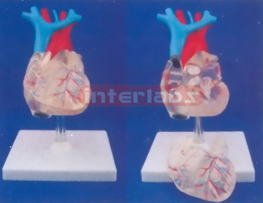 TRANSPARENT ADULT NATURAL ANATOMICAL HEART