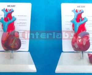 DESK TYPE LONG BLOOD TUBE HEART MODEL WITH DESCRIPTION PLATE Manufacturers and Suppliers From Ambala India