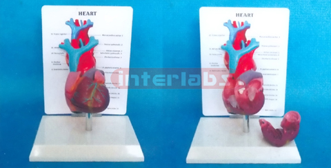 DESK TYPE LONG BLOOD TUBE HEART MODEL WITH DESCRIPTION PLATE Manufacturers and Suppliers From Ambala India