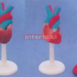 SMALL LITTLE ANATOMICAL HEART Manufacturers and Suppliers From Ambala India