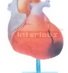 ANGINA MODEL Manufacturers and Suppliers From Ambala India