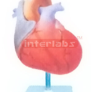 INCREASE IN MYOCARDIAL OXYGEN DEMAND MODEL Manufacturers and Suppliers From Ambala India