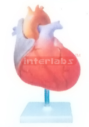 INCREASE IN MYOCARDIAL OXYGEN DEMAND MODEL Manufacturers and Suppliers From Ambala India