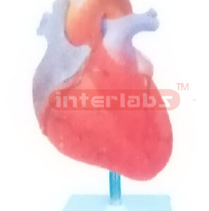INCREASE IN LEFT VENTRICULAR SYSTOLIC PRESSURE MODEL Manufacturers and Suppliers From Ambala India