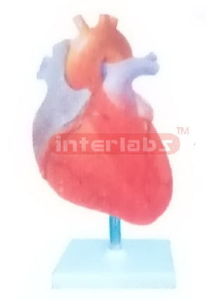 INCREASE IN LEFT VENTRICULAR SYSTOLIC PRESSURE MODEL Manufacturers and Suppliers From Ambala India