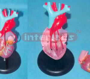 ADULT NATURAL HEART MODEL WITH BYPASS (LONG BLOOD TUBE) Manufacturers and Suppliers From Ambala India