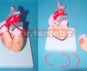 ADULT NATURAL HEART MODEL WITH BYPASS (SHORT BLOOD TUBE) Manufacturers and Suppliers From Ambala India