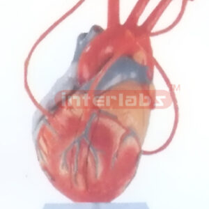 MIDDLE HEART MODEL WITH BYPASS Manufacturers and Suppliers From Ambala India